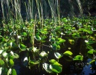nature wallpaper 026