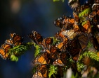 nature wallpaper 029