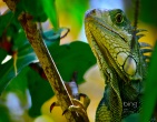 nature wallpaper 036