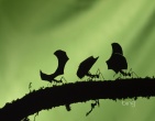 nature wallpaper 039