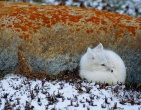nature wallpaper 040