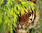 Nature wallpaper 046
