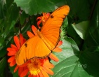 Nature wallpaper 047