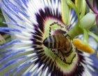 nature wallpaper 049