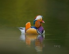 Nature wallpaper 051