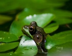 Nature wallpaper 052