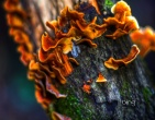 Nature wallpaper 053