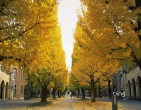 Nature wallpaper 057