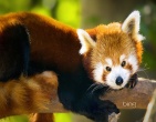 Nature wallpaper 060