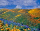 Nature wallpaper 064