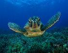 Nature wallpaper 069