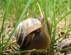 Nature wallpaper 071