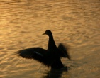 Nature wallpaper 088