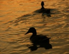 Nature wallpaper 089