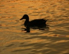nature wallpaper 090