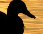 Nature wallpaper 092