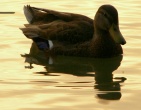 Nature wallpaper 093