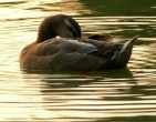 nature wallpaper 094