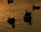 Nature wallpaper 095