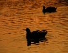 Nature wallpaper 096