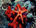 Nature wallpaper 129