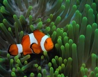 Nature wallpaper 134