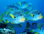 Nature wallpaper 139