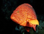 Nature wallpaper 141