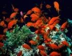 Nature wallpaper 144