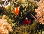 Nature wallpaper 146