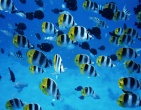 nature wallpaper 148