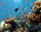 Nature wallpaper 149