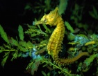 nature wallpaper 159