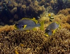 Nature wallpaper 163