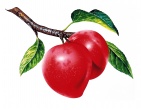 Nature wallpaper 210