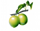 Nature wallpaper 212