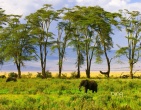 Nature wallpaper 222