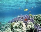 Nature wallpaper 228