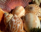 Nature wallpaper 229