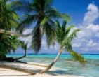 Nature wallpaper 230