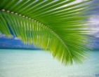 Nature wallpaper 232