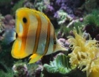 Nature wallpaper 233