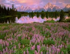 Nature wallpaper 240