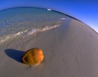 Paradise wallpaper 017
