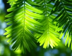 Paradise wallpaper 024