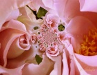 Romantic wallpaper 034