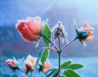 Romantic wallpaper 035