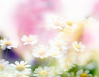 Spring 32