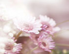 Spring 33