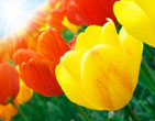 Spring 34
